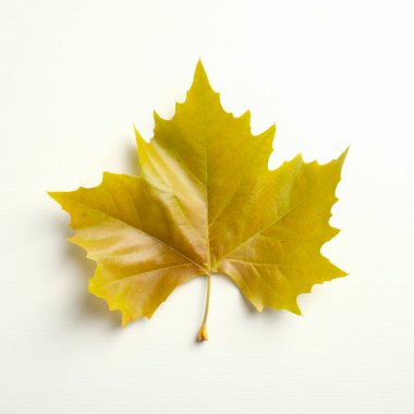 Beyaz arkaplanda sarı akçaağaç yaprağı izole.