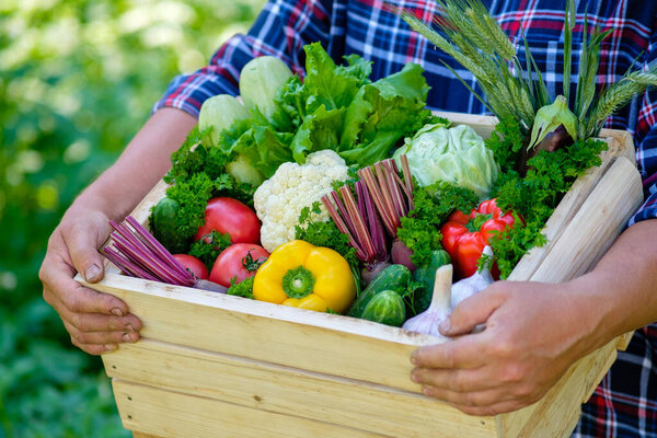 Farmer holding wooden crate full of raw vegetables. Harvest concept.