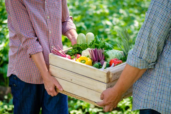 Agricultores Sosteniendo Caja Madera Llena Verduras Maduras Concepto Cosecha — Foto de Stock