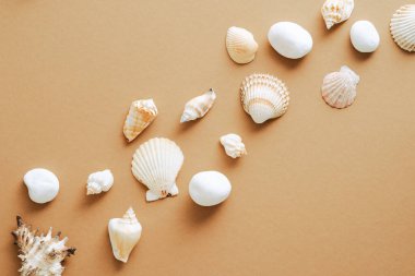 Kum renkli arka planda deniz kabukları olan düz bir bileşim. Yaz, tatil kavramı üst görünümü.