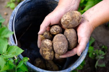 Farmer puts crop of potatoes in bucket. Harvest concept.