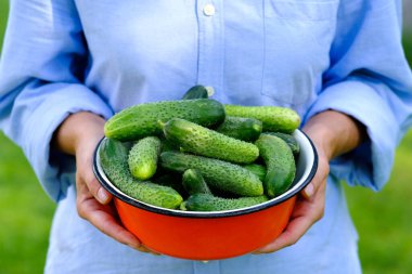 Female farmer holding bowl full of fresh cucumbers, close up view. Harvesting concept