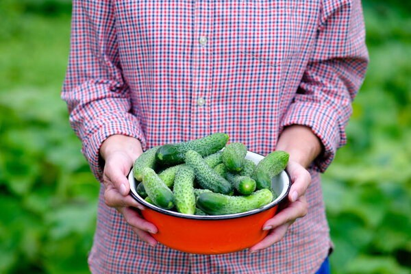 Farmer's hands holding bowl of fresh cucumbers, Harvest concept.