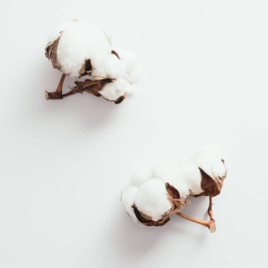 Beyaz zemin üzerinde pamuk ile düz konum, üst görünüm