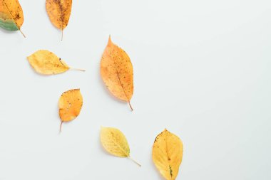 Düz sonbahar kompozisyonu ve beyaz arka planda sarı yapraklar vardı. Üst hayat, genel giderler..