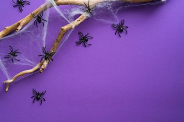 Süslü örümceklerle cadılar bayramı sahnesi, mor arka planda ahşap dal. Düz yatıyordu, üstten, yukarıdan..