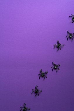 Mor arka planda örümceklerin olduğu minimum Cadılar Bayramı kompozisyonu. Düz yatıyordu, üstten, yukarıdan..