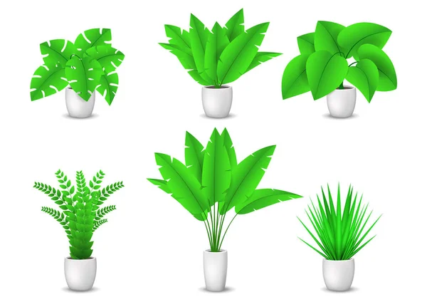 Colección Plantas Decorativas Casa Aisladas Sobre Fondo Blanco Conjunto Hermosas — Vector de stock