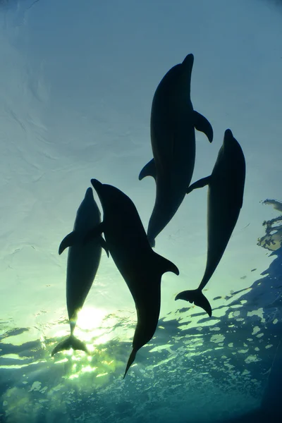 Delfinfamilie schwimmt — Stockfoto