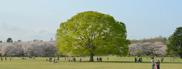 People enjoying Showa Park — Stock Photo, Image