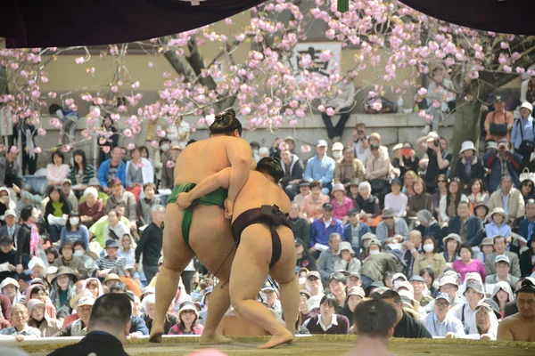 Zwei Sumo-Kämpfer — Stockfoto