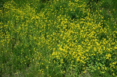 çiçekli yeşil alan