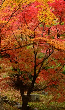 Japon Bahçesi