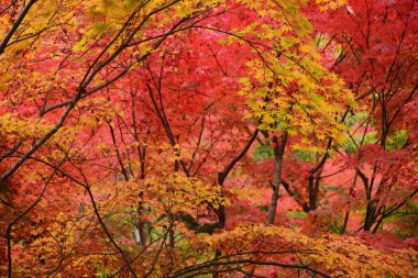 Japon Bahçesi