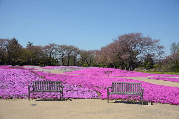 Landscape with pink flowers — Stock Photo, Image