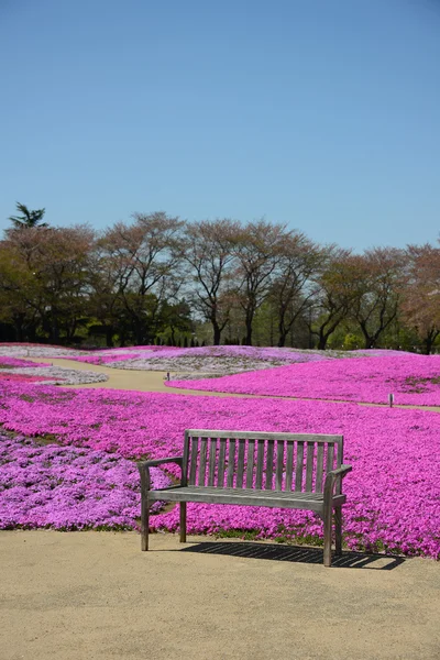 Landscape with pink flowers — Stock Photo, Image