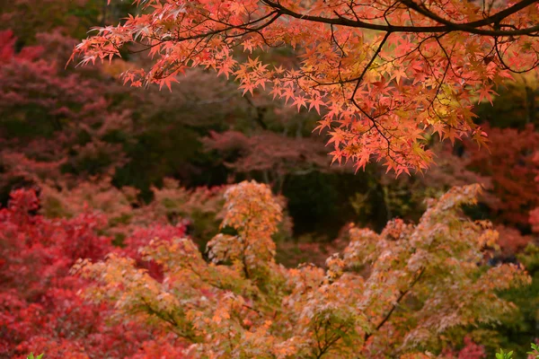 Japansk trädgård — Stockfoto