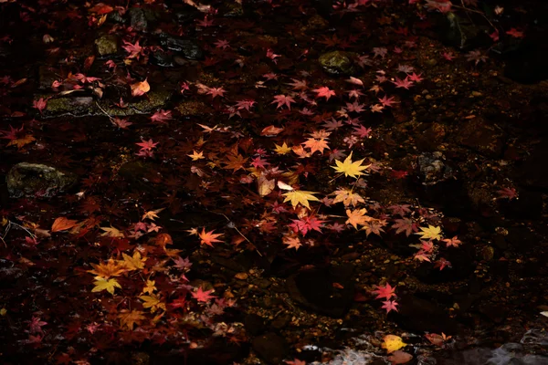 Rode esdoorn bladeren Stockfoto
