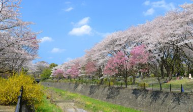 Japon sakura Parkı