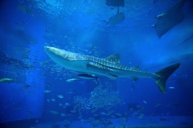 Okinawa akvaryum balina köpekbalığı