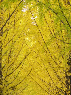 sonbahar Orman ağaçları.