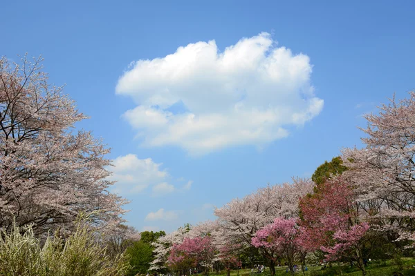 Japonská sakura veřejný park — Stock fotografie