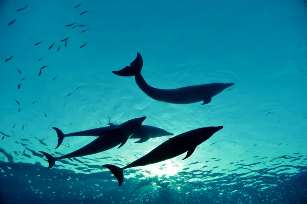 Четыре дельфина под водой — стоковое фото