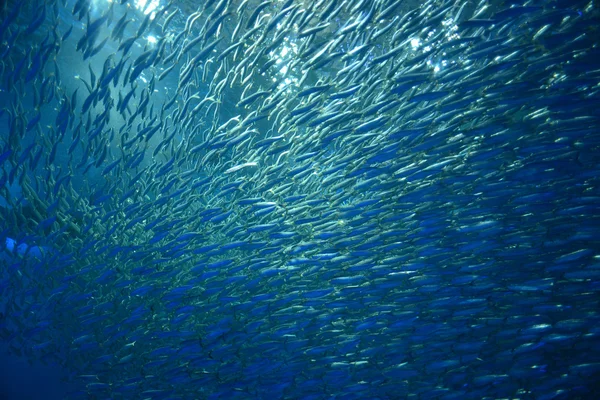 Schwarm Silberfische — Stockfoto