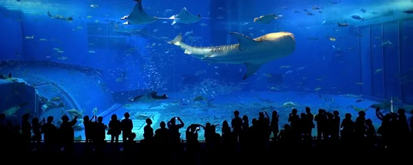 Whale shark in Okinawa Aquarium — Stock Photo, Image