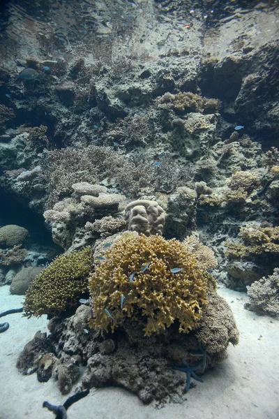 Korallrev under vattnet — Stockfoto