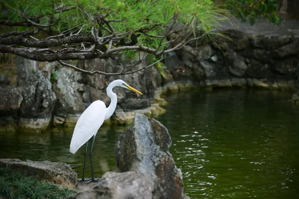 White crane near the swamp — Stock Photo, Image