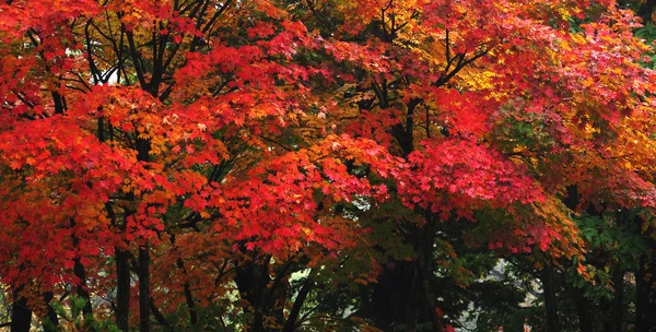 Japon Bahçesi — Stok fotoğraf