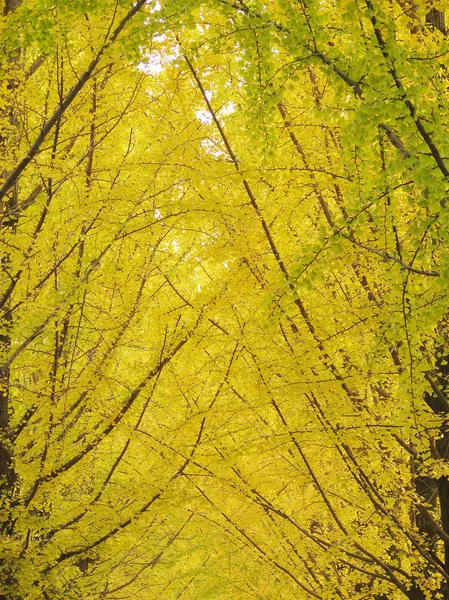 Φθινόπωρο δασικών δένδρων. — Φωτογραφία Αρχείου