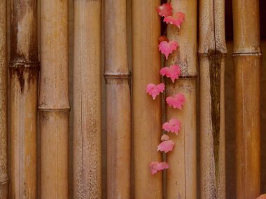 Kırmızı sonbahar yaprakları