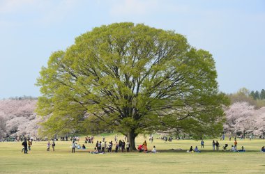 Showa Park zevk insanlar