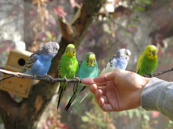 Five wavy parrots — Stock Photo, Image