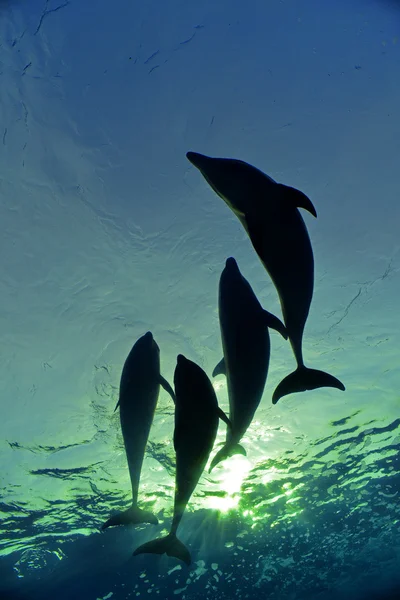 Familia de delfines nadando — Foto de Stock