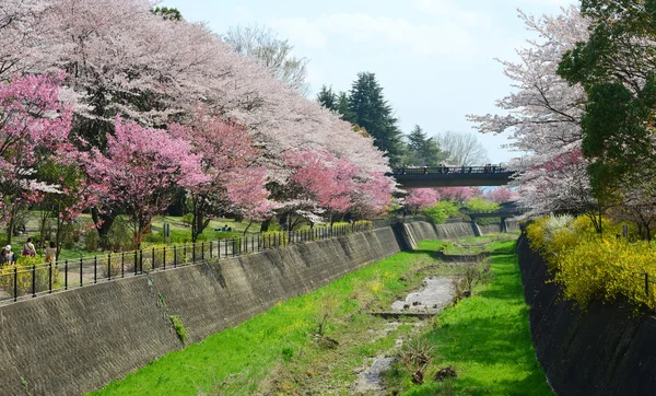 Japanese sakura public park — Stock Photo, Image