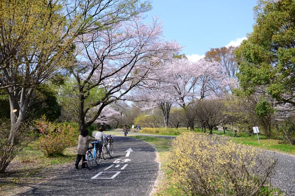 Japonská sakura veřejný park — Stock fotografie