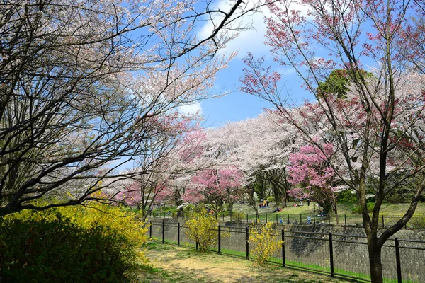 Japanese sakura public park — Stock Photo, Image