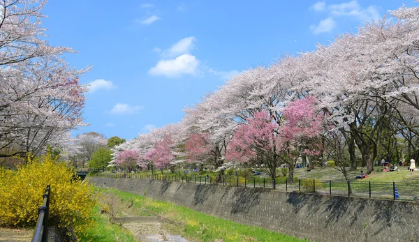 Japanese sakura public park — Stock Photo, Image