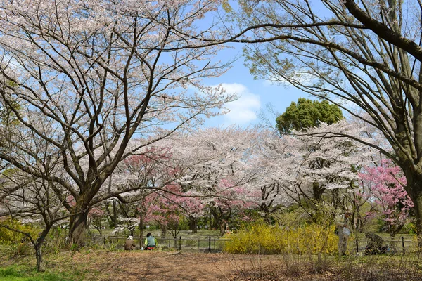 Japanese sakura public park — Stock Photo, Image