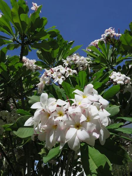 Tempel bloem met blauwe lucht — Stockfoto