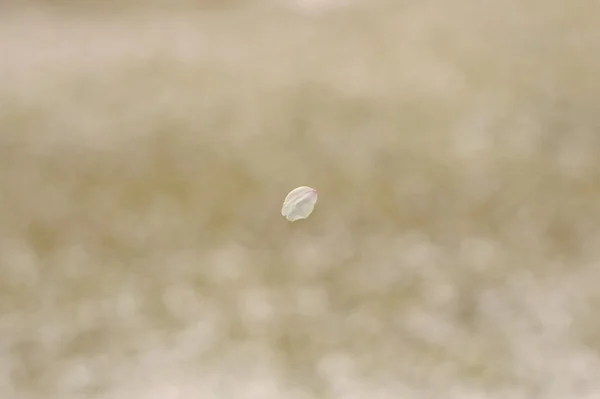 Sakura flower petal in midair Φωτογραφία Αρχείου