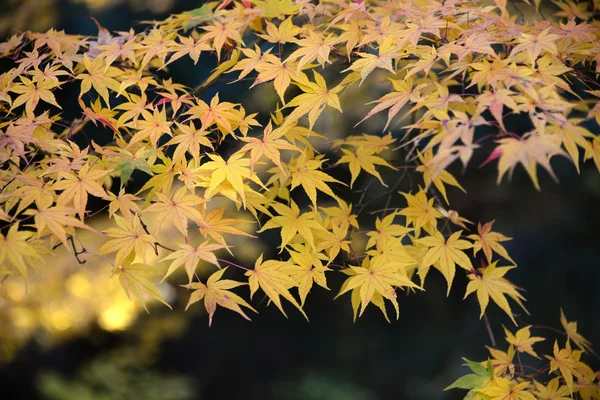 Momiji, Japanse esdoorn in de herfst seizoen — Stockfoto