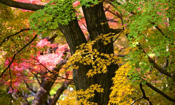 Momiji, Japanese maple in autumn season — Stock Photo, Image