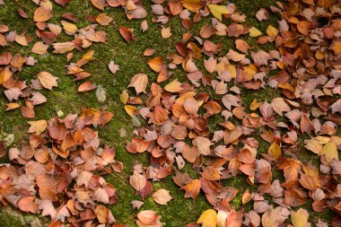 çimenlerin üzerinde renkli sonbahar yaprakları