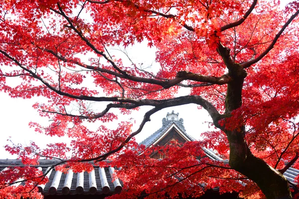 Met het oog op Momiji in herfst seizoen — Stockfoto