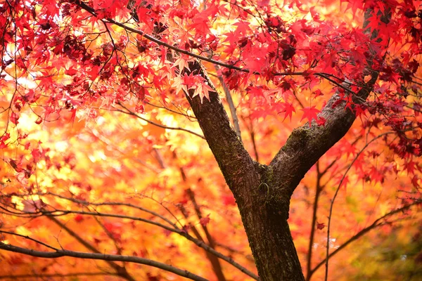 Met het oog op Momiji in herfst seizoen — Stockfoto