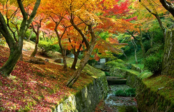 View to Momiji  in autumn season — Stock Photo, Image